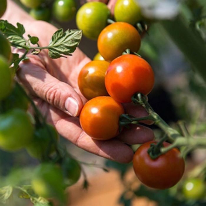 Теплица MALATEC 4х3х2 м 12 м²