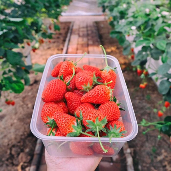 Теплица MALATEC 4х2,5х2 м 10 м²